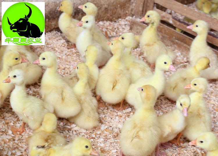 大白鹅苗大三花鹅苗批发包邮包打疫苗提供技术指导鹅苗鹅