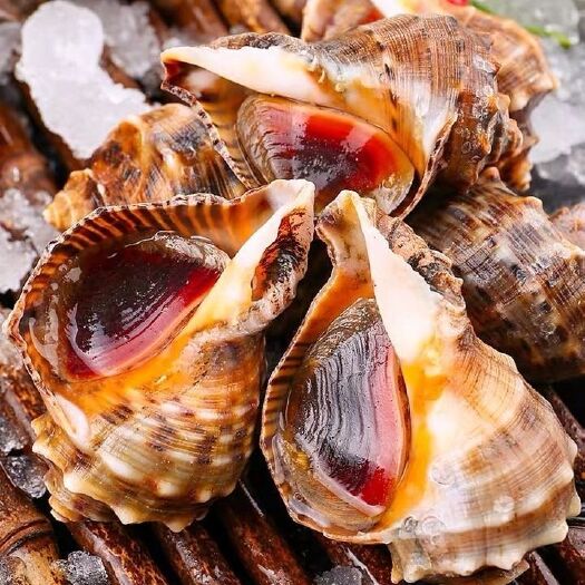 广州新鲜活海螺鲜活新鲜大海螺海鲜水产贝类食品