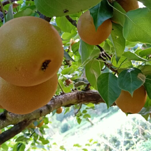 重庆市 黄花糖梨，绿色健康，天然
