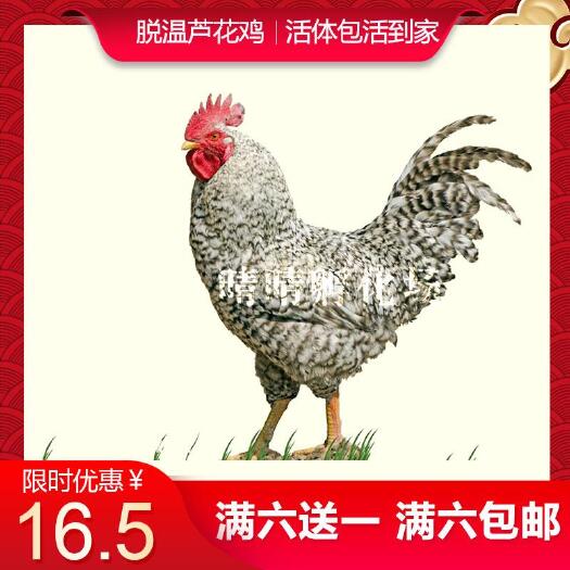 南宁 芦花鸡脱温鸡苗半大鸡活体动物零售鸡苗零售宠物活体芦花鸡苗小鸡