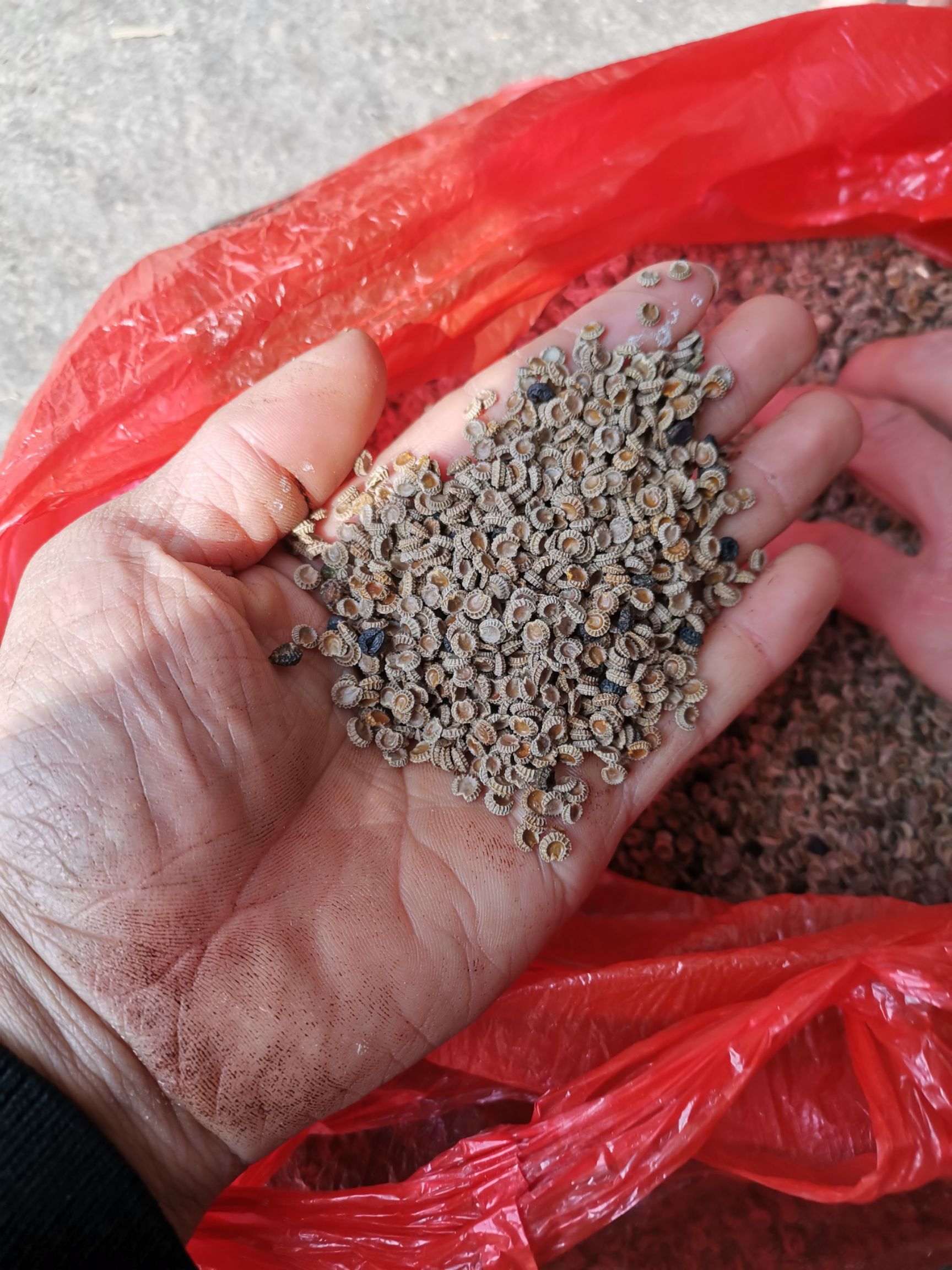 赣州江西粉防己，种子，杯苗，基地直供应价格美丽，可提供技术支持