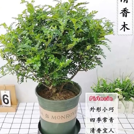 平邑县清香木盆栽  驱蚊虫  清香四季常绿 净化空气 包邮