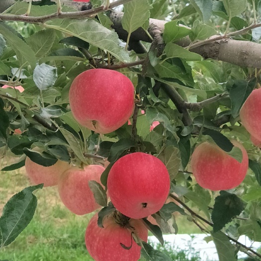 合阳县嘎啦苹果 高原红嗄啦