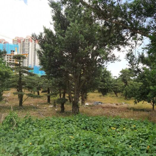 广州北海罗汉松