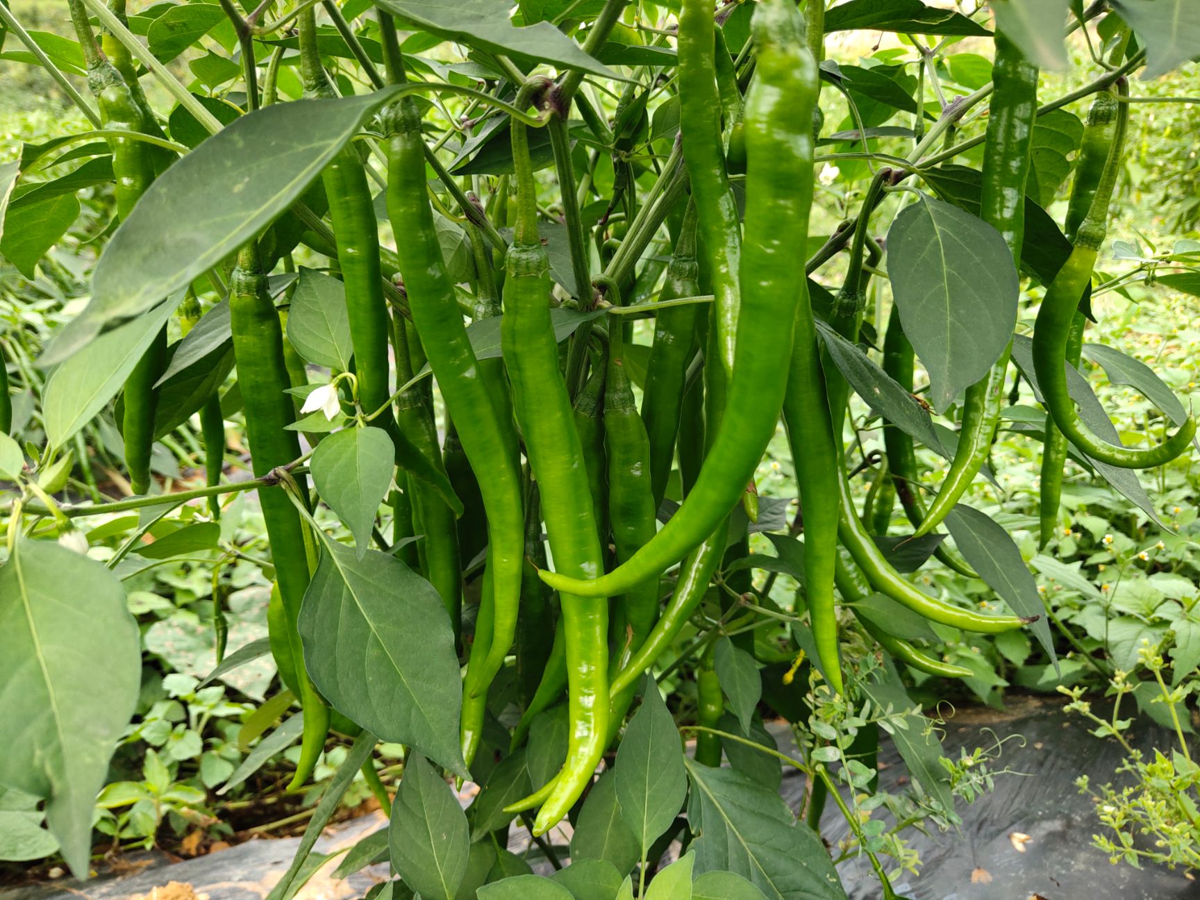  二荆条辣椒，质量好，量大