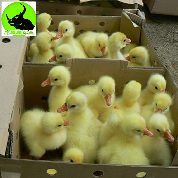 大白鹅苗大三花鹅苗批发包邮包打疫苗提供技术指导鹅苗鹅