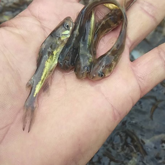 南宁黄颡鱼苗、黄骨鱼苗、黄辣丁苗