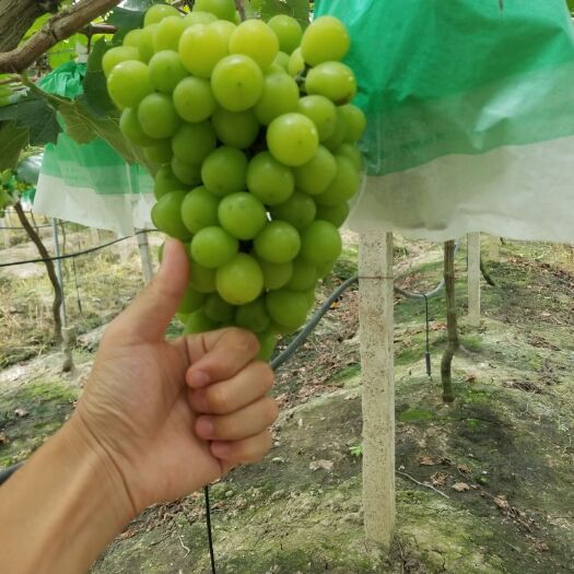 宜春 宜春最优质的阳光玫瑰之一，果大果甜无核，现已成熟，欢迎采购