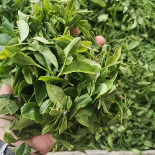 日照 纯正日照绿茶，假一赔十