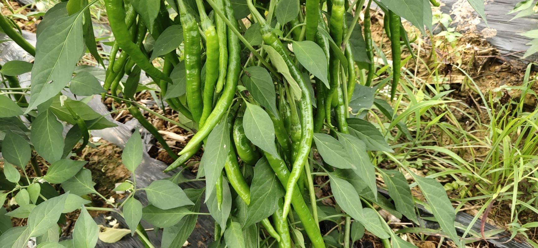  二荆条辣椒，质量好，量大