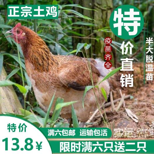 南宁 土鸡苗散养土鸡苗半大土鸡苗小土鸡脱温五谷土鸡苗活体零售小鸡苗