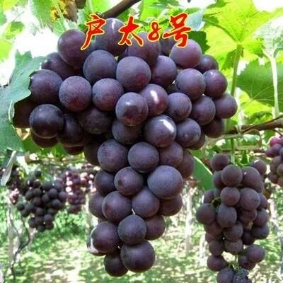 咸阳精品户太八号葡萄，颜色全黑，糖度高 ，一条龙服务