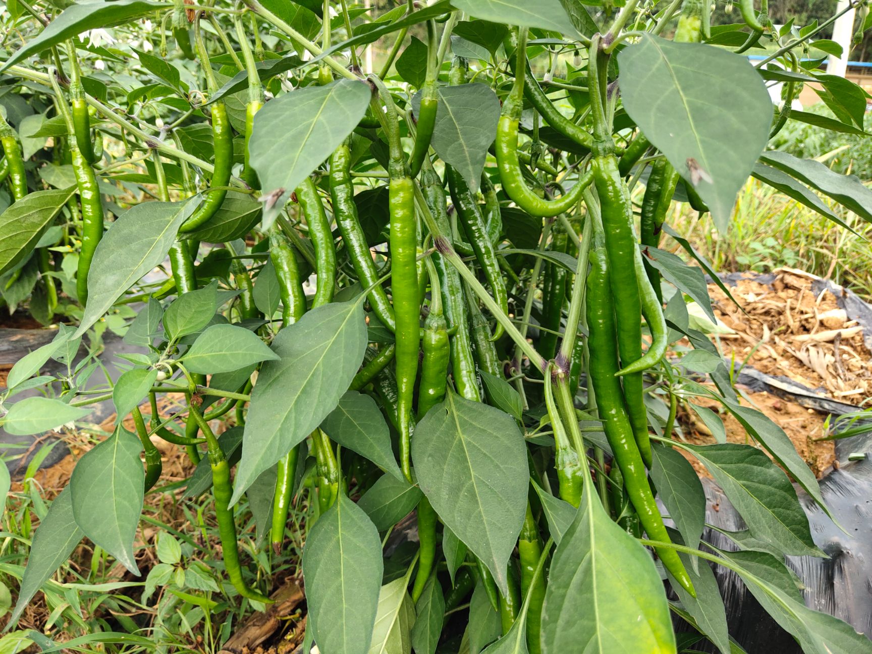  二荆条辣椒，质量好，量大