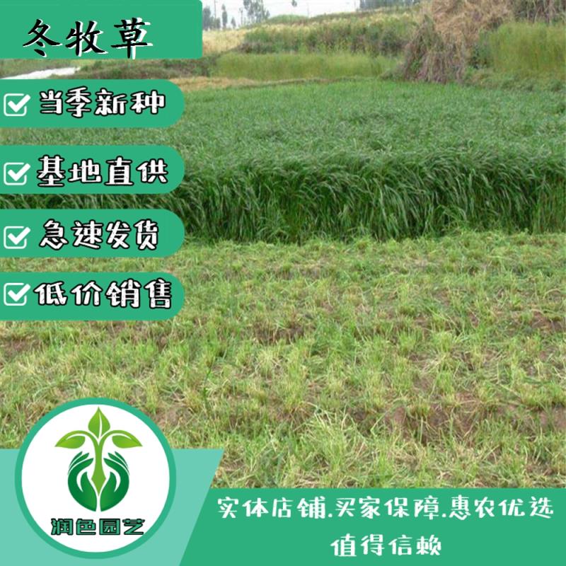 冬牧草种子优质耐寒高产牧草种子产地直发