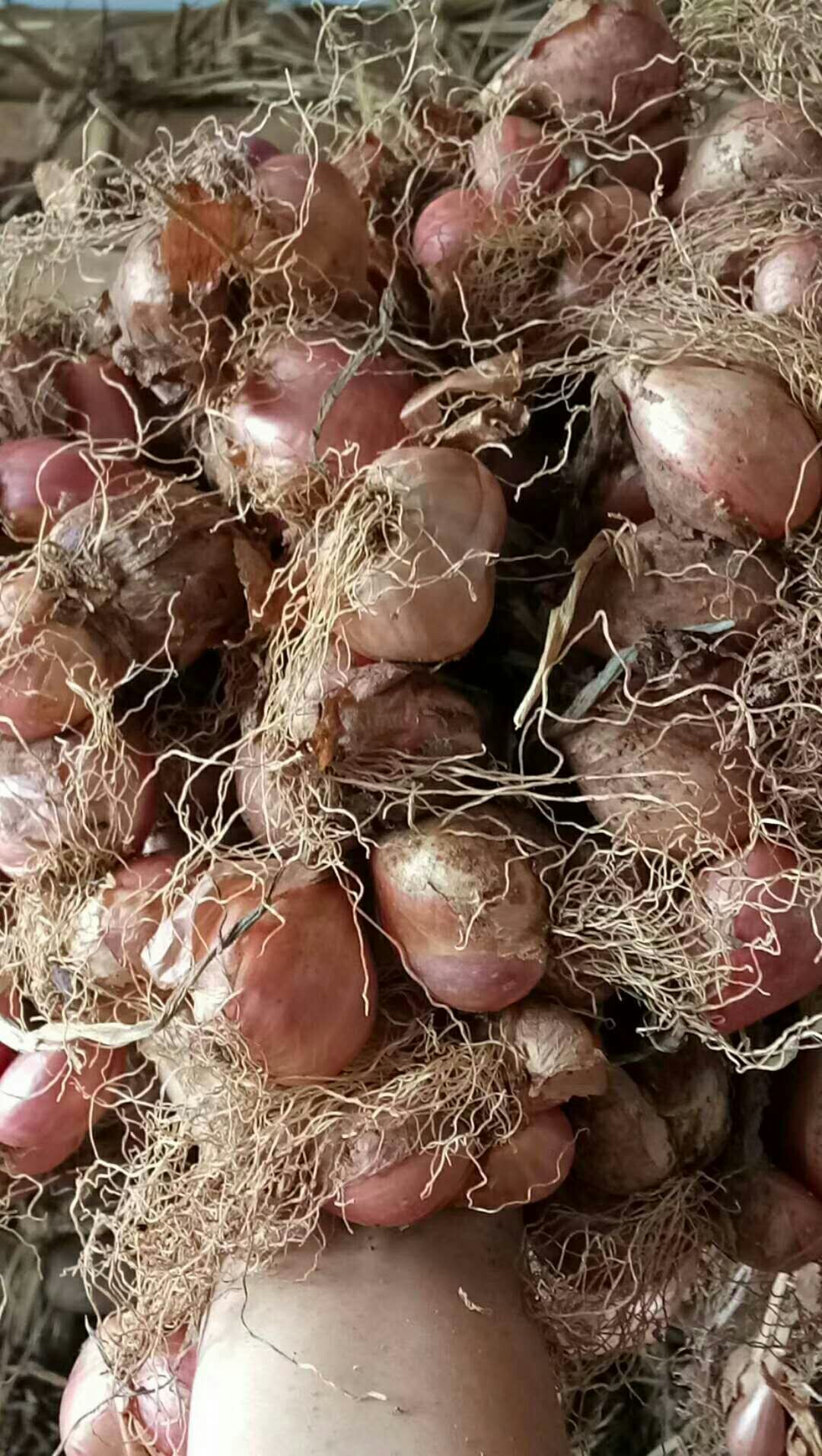  红葱头红葱种子红葱批发