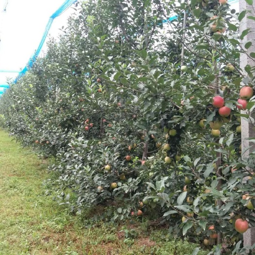 临清市嘎啦苹果 山东红嘎啦大量上市