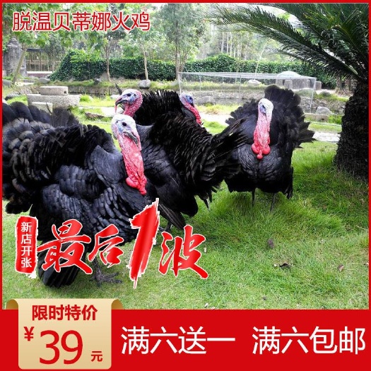 南宁 贝蒂娜火鸡苗 脱温火鸡苗 零售鸡苗