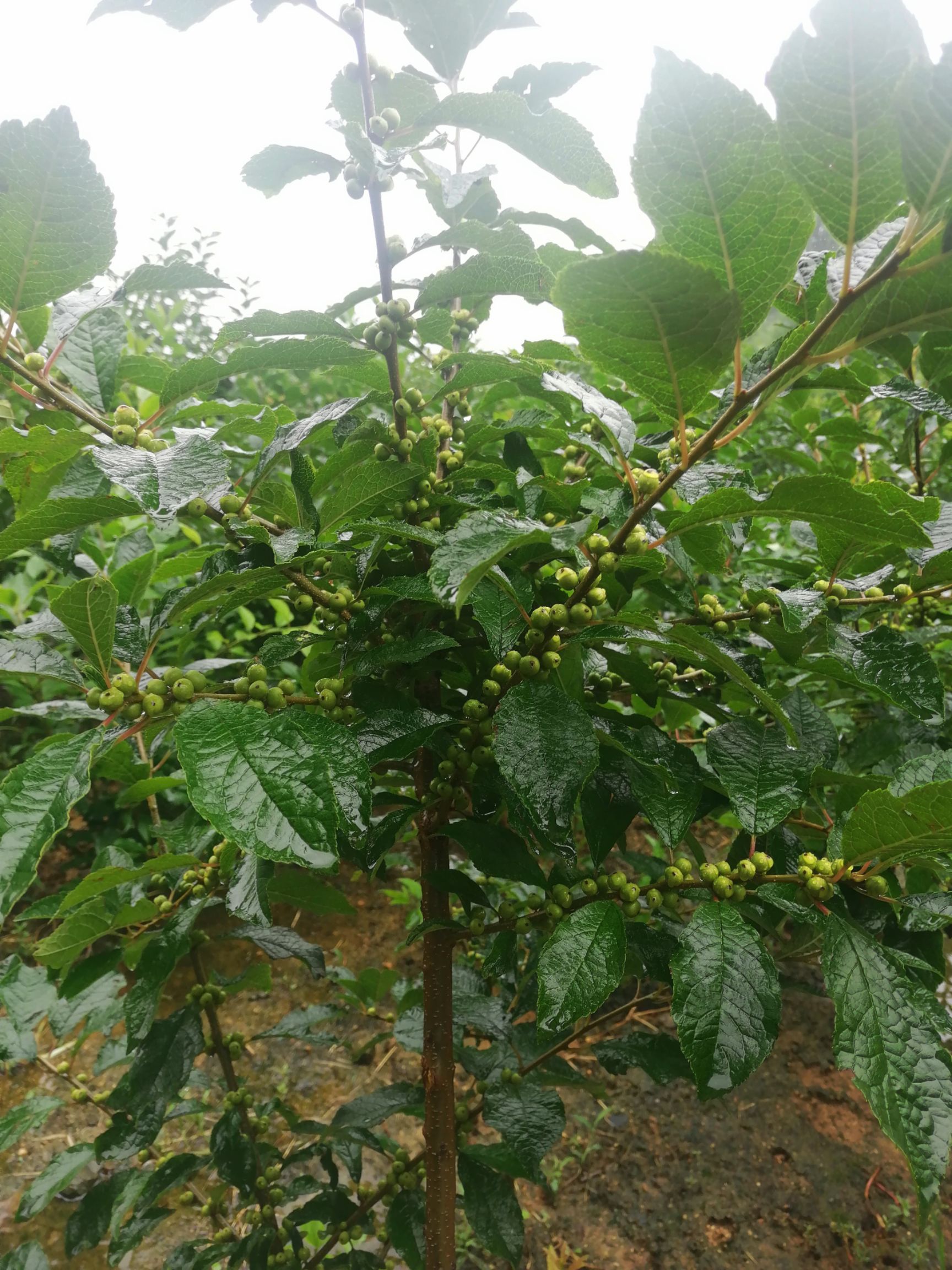 北美冬青苗 北美冬青切枝，小苗子