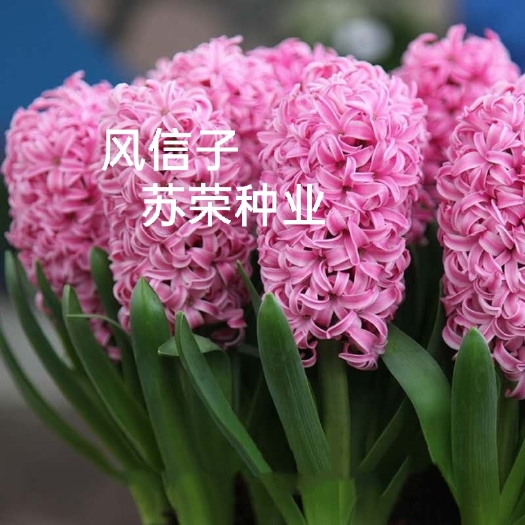 宿迁风信子种球 风信子盆栽种球荷兰水培套装水养花卉四季球根植物玻璃易活