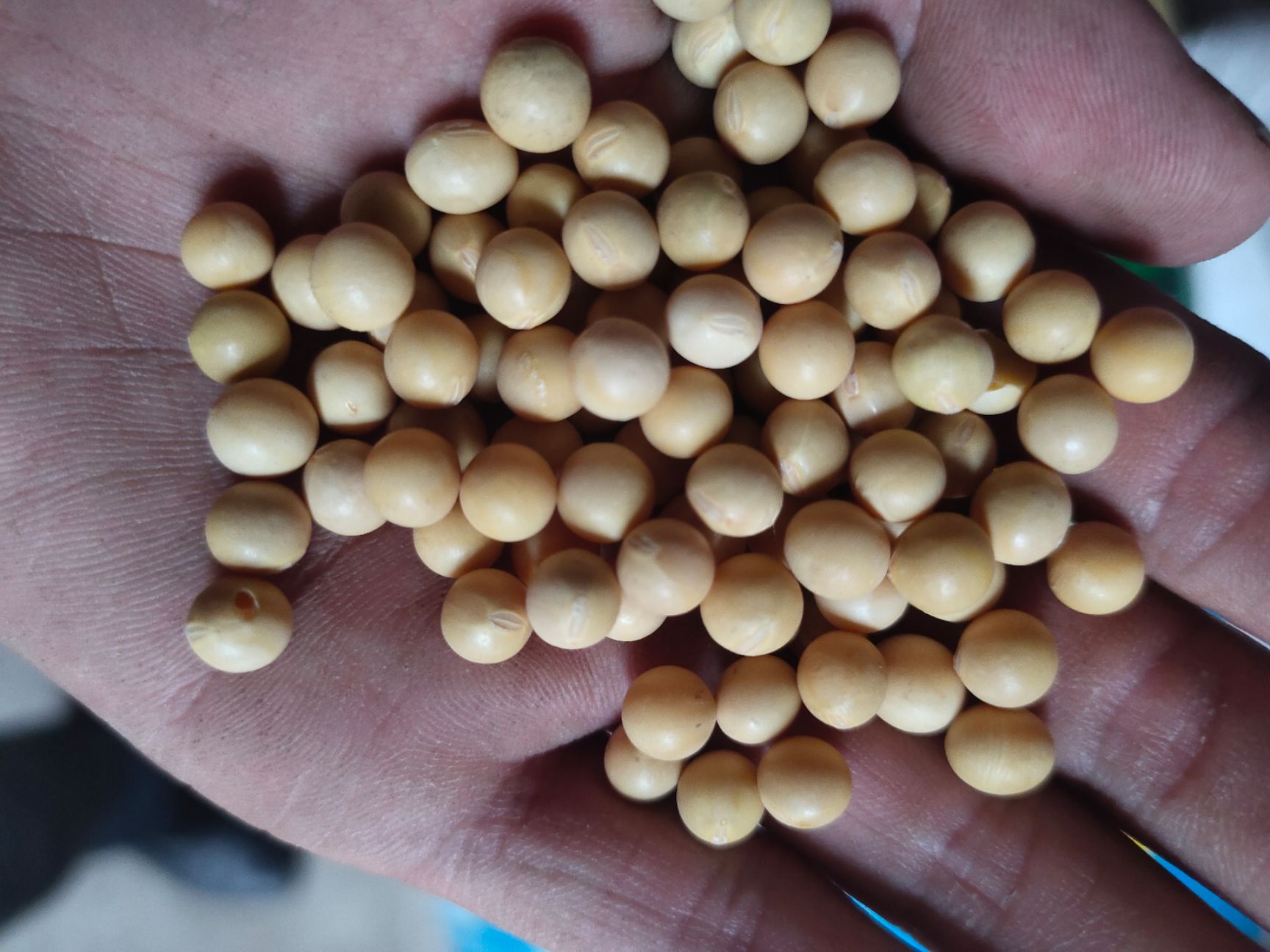 黄豆 中粒黄豆  豆浆豆腐 质量好颗粒饱满 价格美丽