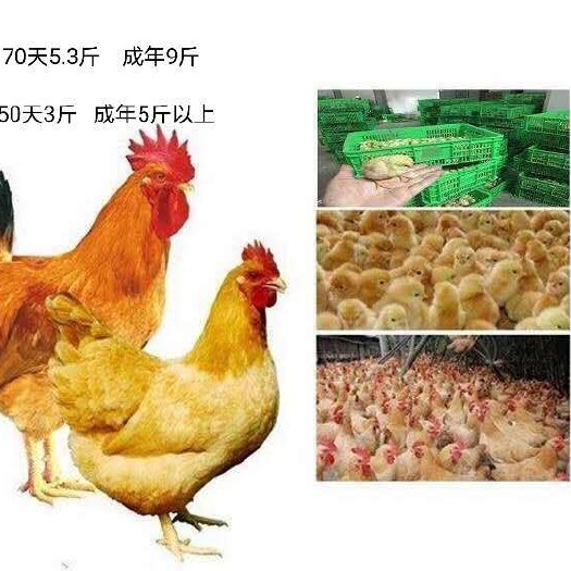 修文县草鸡苗 批发鸡鸭鹅苗