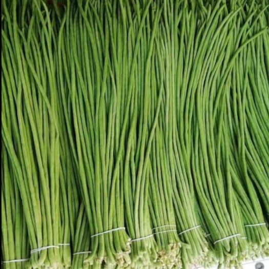 兰陵县 精品长豆角大量上市中，