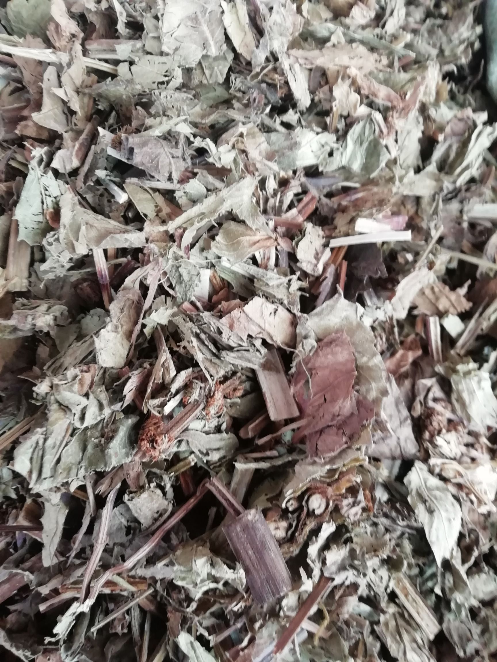  泽兰，中药材店铺正品泽兰叶 舌王草中草药 香水兰