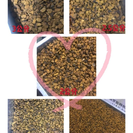 牡丹江俄罗斯桦树茸  精选切块