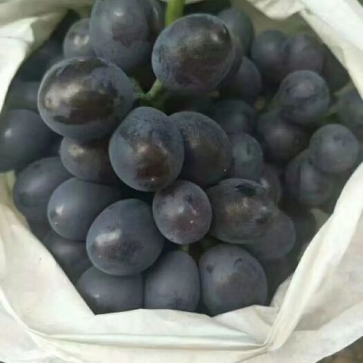 烟台 套袋无核玫瑰香葡萄，酸甜可口