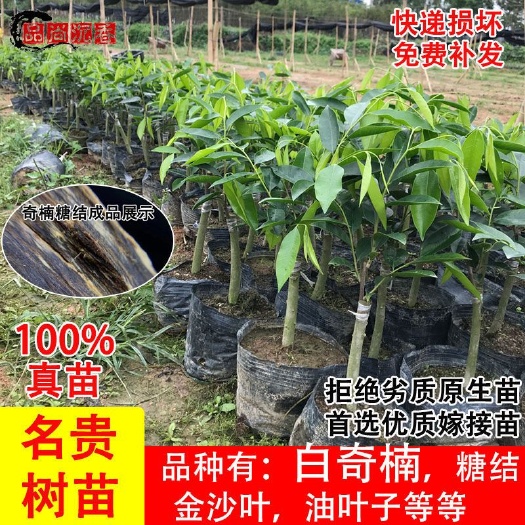 高州市 名贵树苗正宗奇楠沉香树苗越南奇楠沉香树苗绿化树苗盆栽原土发货
