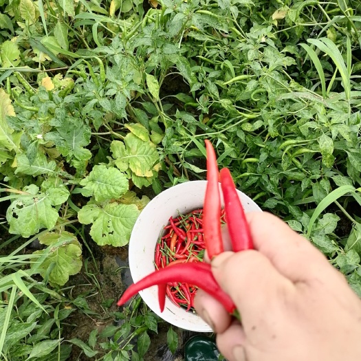 淮南 泰国艳红辣椒，自种面积200余亩，品质好，无公害，人工采摘