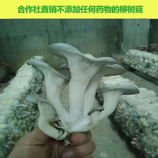 高安市干平菇 含硒干柳树菇绿色无公害干柳树菇