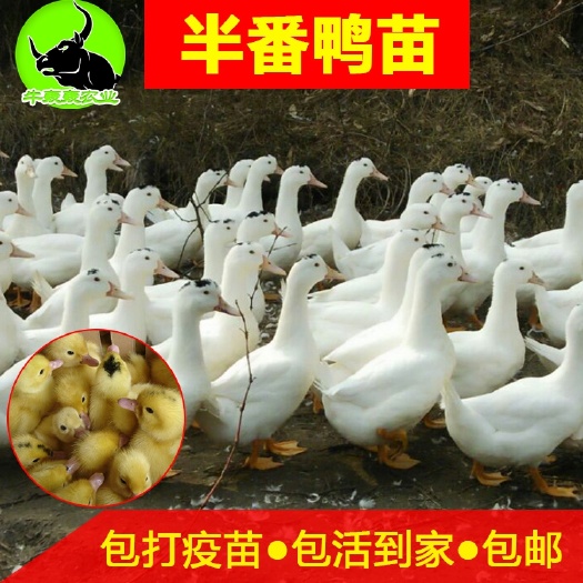 湛江 【优质】M18半番鸭苗/一点黑/一点头鸭苗批发包邮 包打疫苗
