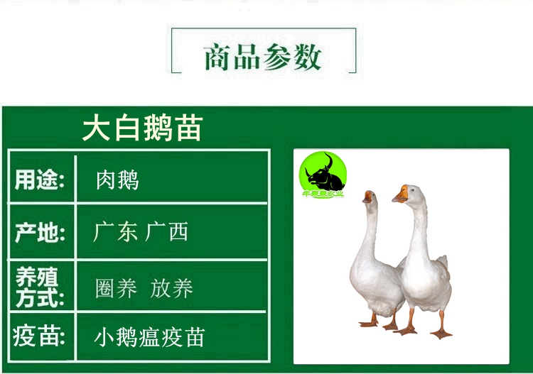 大白鹅苗大三花鹅苗批发包邮包打疫苗提供技术指导鹅苗鹅