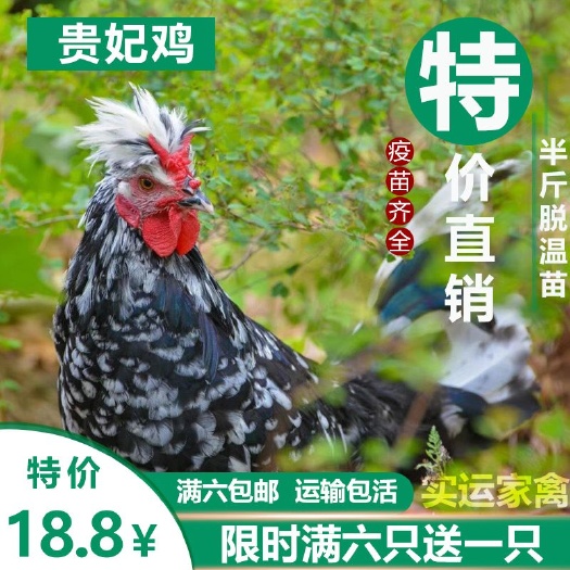 南宁 吃草贵妃鸡苗观赏半大鸡苗半斤贵妃鸡苗土鸡苗脱温小鸡苗活体零售