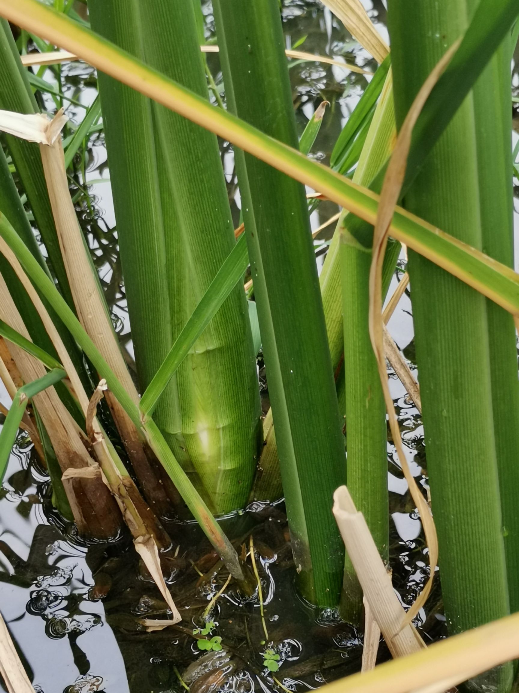 现挖优质早熟茭白苗种双季瓜苗单季高瓜四季种植高笋水生种苗蔬菜