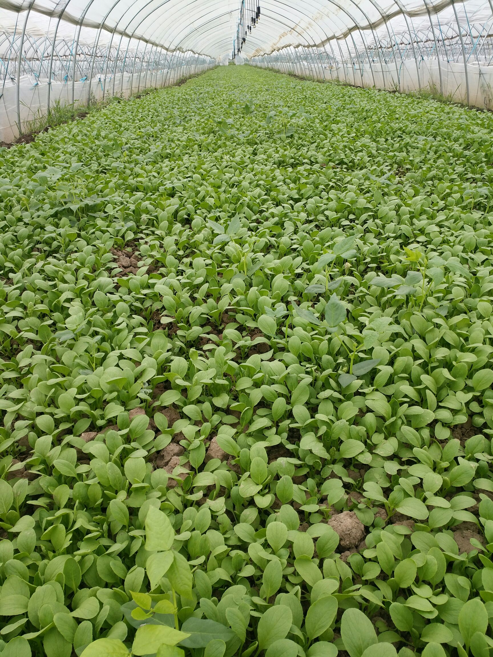 精品鸡毛菜,绿色种植