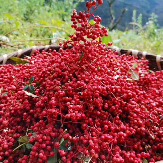 陇南 本人主营花椒树苗，干花椒和鲜花椒，价格合理，品质纯正