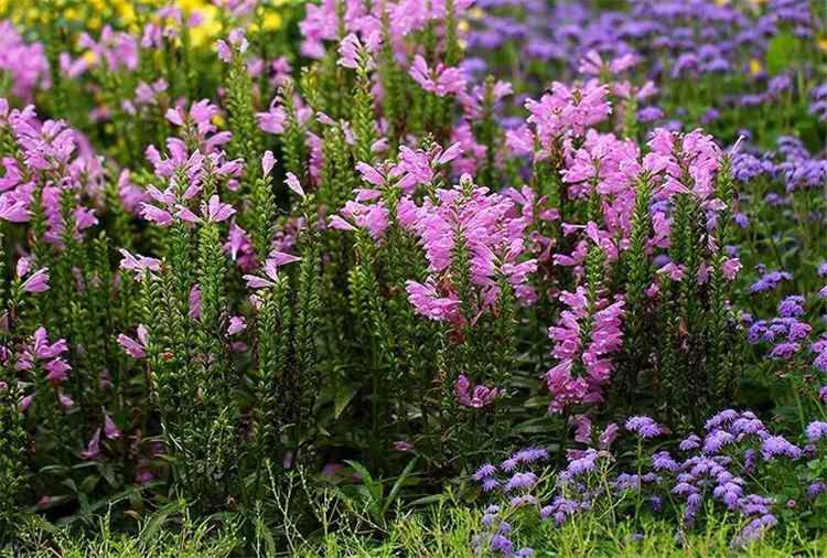 假龙头种子 假龙头花种四季开花的花室内室外庭院花仔花种籽子花子易活多