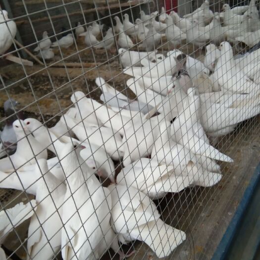 唐县乳鸽 新鲜