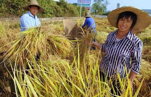 云龙县食品包装袋 云南大理云龙旧州香软米