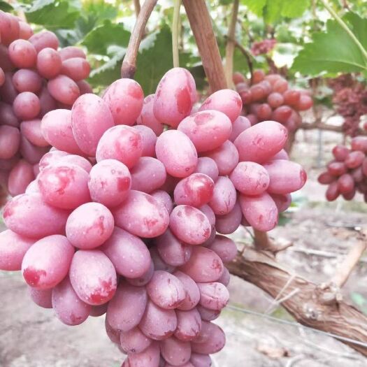 凉山克伦生葡萄大量上市。