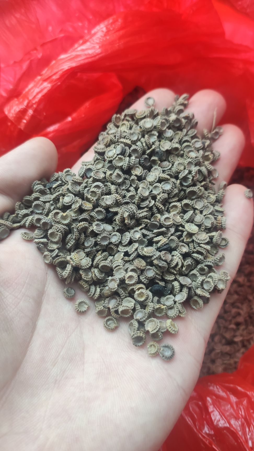 亩地1600元包教育苗技术粉防己粉防己种子江西道地粉防己种子