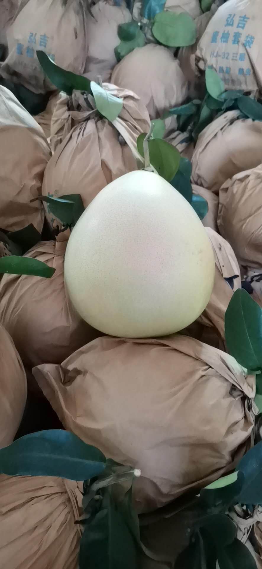  三红蜜柚