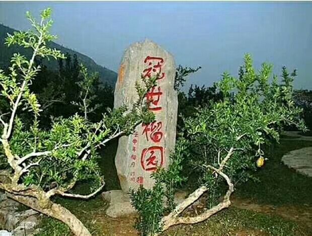 枣庄 榴乡――天然石榴，健康美味，粒大皮薄，绿色无公害！！！！