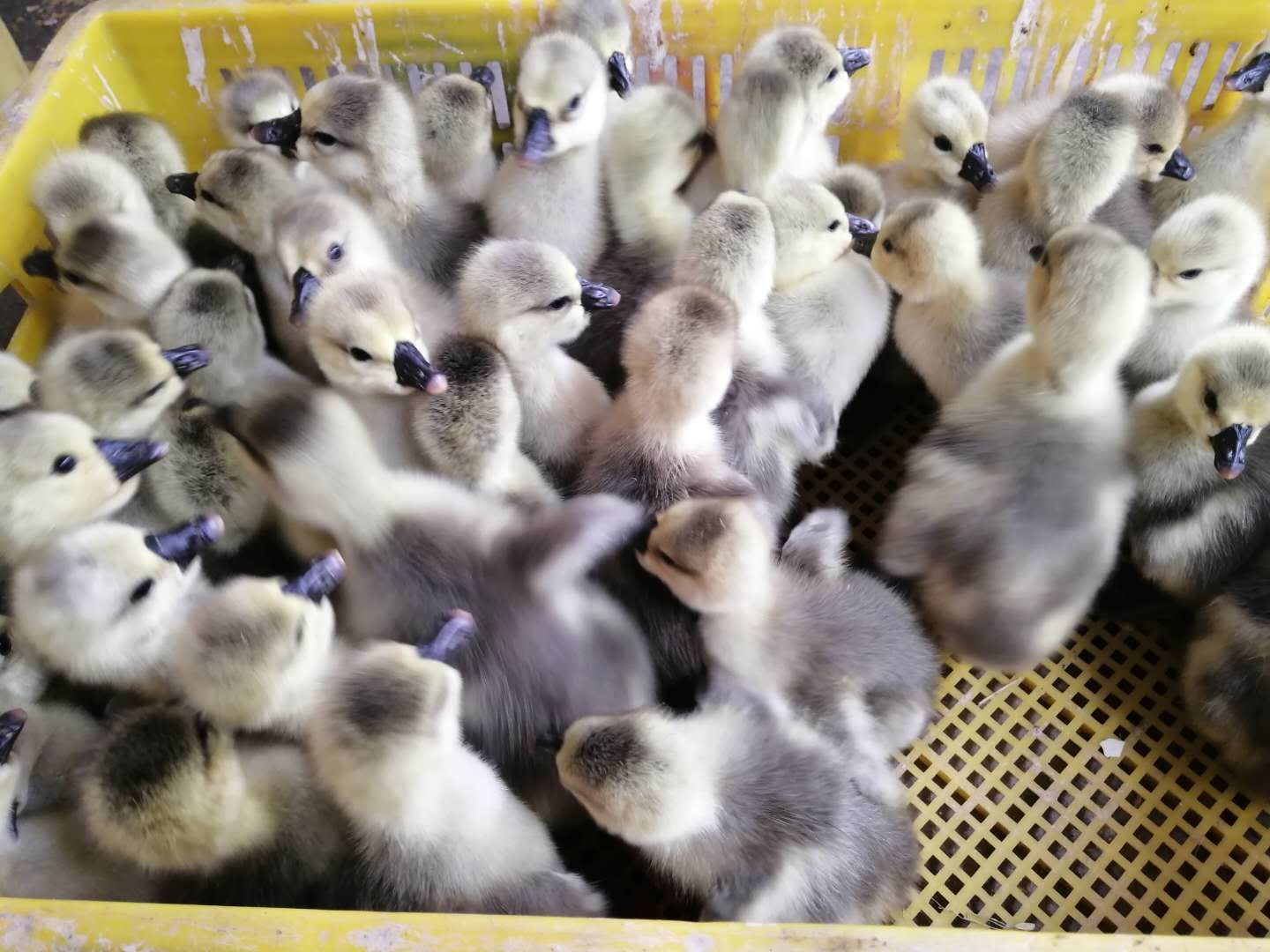  【优质】广东汕头狮头鹅苗批发包邮 包打疫苗 提供技术指导