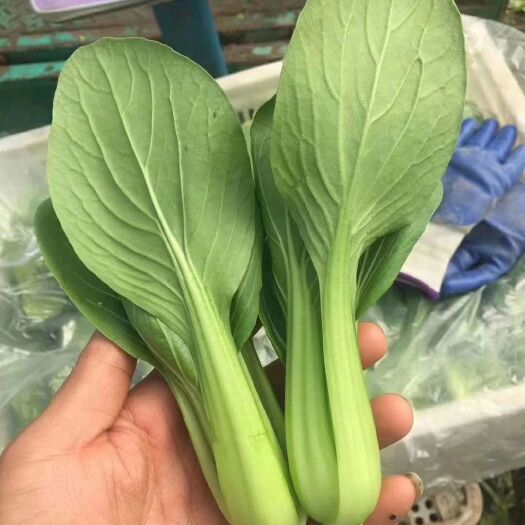 曹县上海青  一级北方小油菜蔬菜基地  大型冷库 货源充足