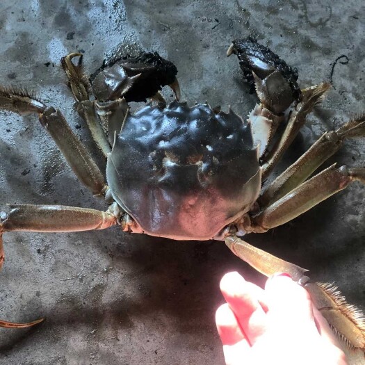 淮安 超低价批发特大5.5两六月黄大闸蟹鲜活现货全母公螃蟹现货海