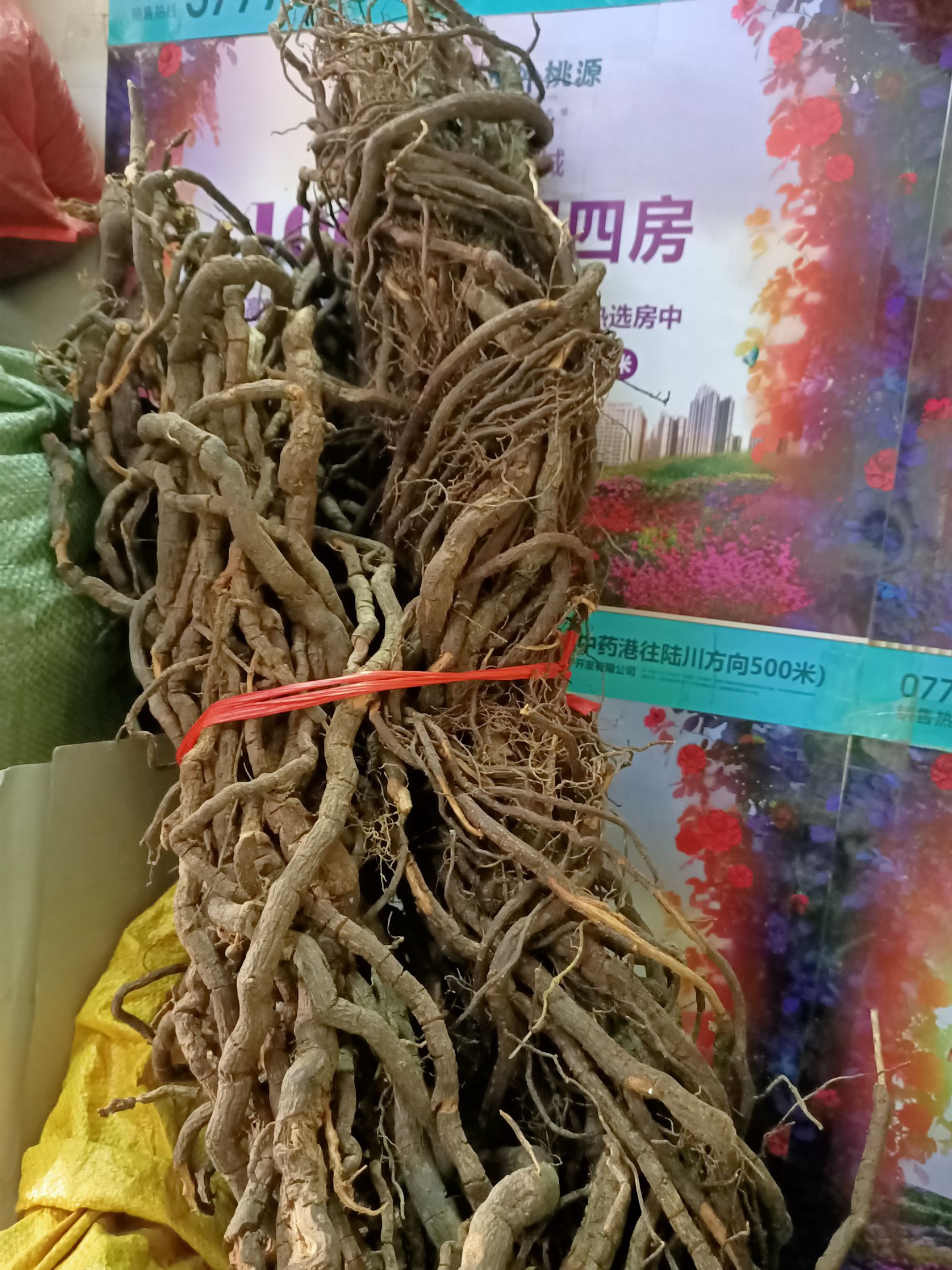  黑老虎根，钻骨风中草药风沙藤冷饭团钻山风新，入地射香