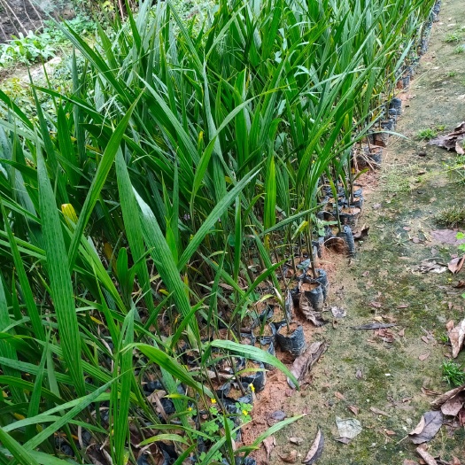大王椰子树苗棕榈科园林绿化树苗庭院观叶花卉绿植